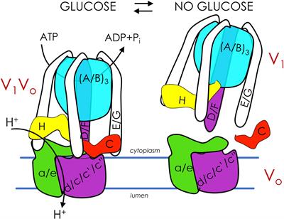 Reciprocal Regulation of V-ATPase and Glycolytic Pathway Elements in Health and Disease